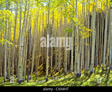 Sonnenuntergang am goldenen Espen. White Horse Hills, Hart Prairie Gebiete nördlich von Flagstaff, Arizona. Coconino National Forest. Stockfoto