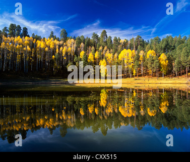 Kartoffel-See auf die Mogollon Rim, Zentral-Arizona. Umgeben von goldenen Espen. Stockfoto