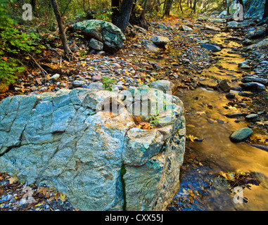 South Fork von Cave Creek Canyon, Chiricahua Mountain Wilderness Area, Südosten von Arizona. USA große Zahn Maples. Stockfoto