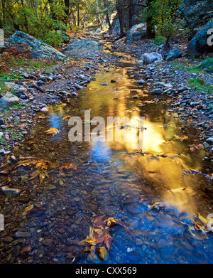 South Fork von Cave Creek Canyon, Chiricahua Mountain Wilderness Area, Südosten von Arizona. USA-Platanen. Stockfoto