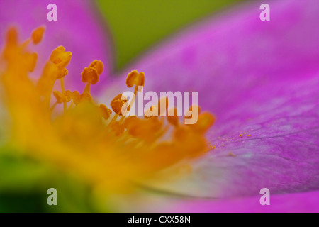 Dog Rose, Blume, Rosa canina Stockfoto