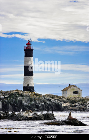 Steller Seelöwen und Kormorane mit Rennen-Felsen Leuchtturm im Hintergrund-Victoria, Vancouver Island, British Columbia, Kanada Stockfoto