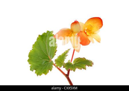 Begonie Blüten und Blätter isoliert gegen weiß Stockfoto