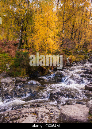 Herbstfarbe neben einem Bach auf Ashness fiel in der Nähe von Keswick, Cumbria, England Stockfoto