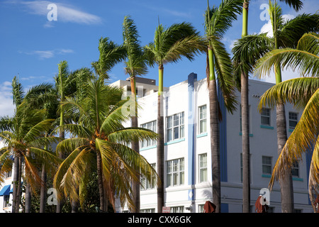 Palmen auf der Art-déco-Altstadt Ozean Laufwerk Miami South beach Florida usa Stockfoto