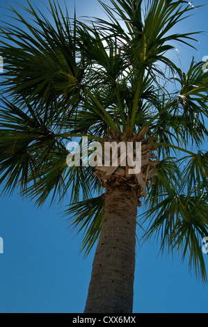 Cabbage Palmetto am Strand von Cedar Key Stockfoto