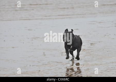 Staffordshire Bullterrier auf nassen Strand Stockfoto