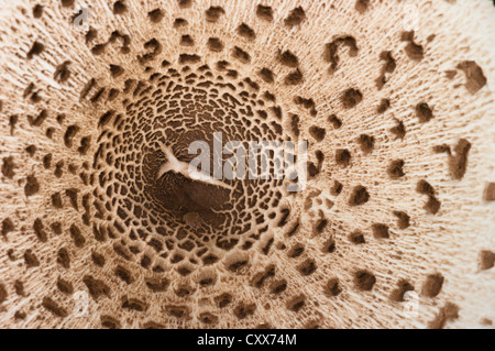 Parasol Pilz, Macrolepiota Procera. Stockfoto