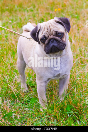 Porträt von Fawn Mops Hunderasse im Sommer im grünen gras Stockfoto