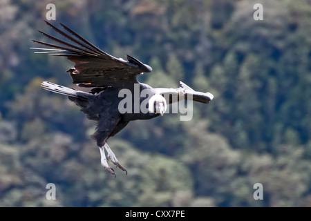 Andenkondor weiblich, Vultur gryphus, Parque de Nacional Natural Purace, Kolumbien Stockfoto