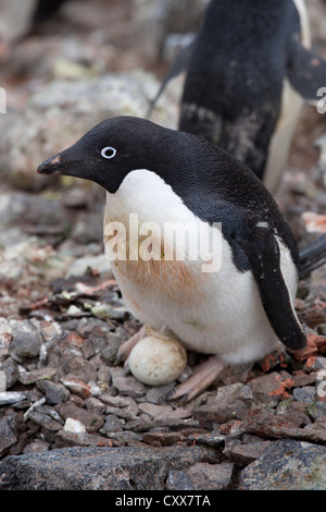 Adelie Penguin (Pygoscelis Adeliae) mit einem Ei auf seiner Brutkolonie auf Paulet Island, Antarktis. Stockfoto