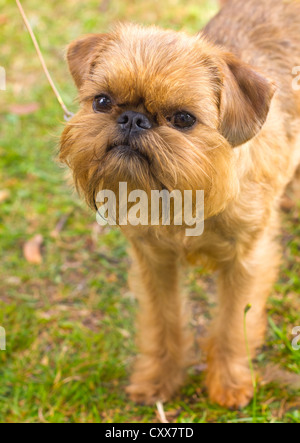 Closeup Portrait der Spielzeug Brüsseler Griffon Hunderasse, geringe Schärfentiefe Stockfoto