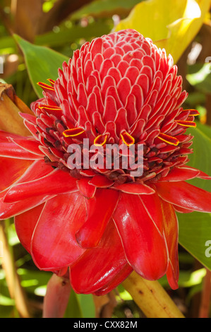 Elk284-2126v Hawaii, Big Island, Hilo, Nani Mau Gardens, tropische Blume Stockfoto