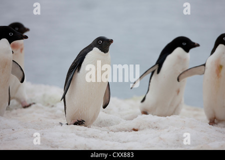 Adelie Penguin (Pygoscelis Adeliae) Erwachsene auf Paulet Island, Antarktis. Stockfoto