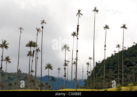 Wachspalmen, die höchste Palme und Monokot der Welt, Nationalbaum, Valle de Cocora, Los Nevados Nationalpark, Kolumbien Stockfoto