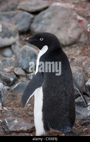 Adelie Penguin (Pygoscelis Adeliae) Erwachsene auf Paulet Island, Antarktis. Stockfoto