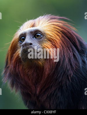 Nahaufnahme von einem goldenen löwenköpfige Tamarin (Leontopithecus Chrysomelas), verschwommen grüne Laub Hintergrund Stockfoto