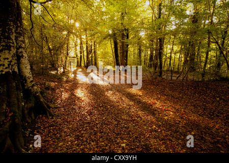 Woodland auf Kriegsfuß Country Park Teil des Bereichs Clwydian in Nord-Wales Stockfoto
