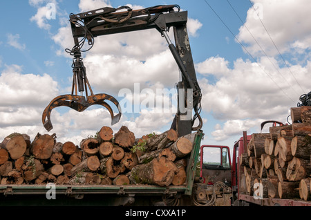 Laden von gefälltem Holz in einem LKW Stockfoto