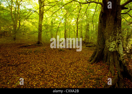 Woodland auf Kriegsfuß Country Park Teil des Bereichs Clwydian in Nord-Wales Stockfoto