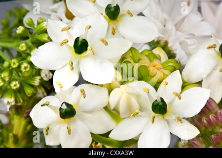 Makroaufnahme einer arabischen Sterne Blumen (Ornithogalum) mit weißen Blütenblättern, gelben Staubbeuteln und prominente grüne Eierstöcke Stockfoto