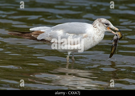 Young Ring-billed Gull (Larus Delawarensis) mit Gefangenen Wels im Osten der USA Stockfoto