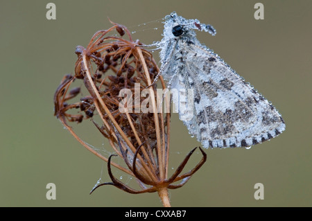 Tauglicher Karotten-Schmetterling (Pyrgus communis) Wildkarotte Daucus carota E USA, von Skip Moody/Dembinsky Photo Assoc Stockfoto