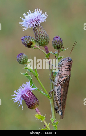 Differential Grasshopper Melanoplus differentialis Canada Thistle Cirsium arvense E USA, von Skip Moody/Dembinsky Photo Assoc Stockfoto