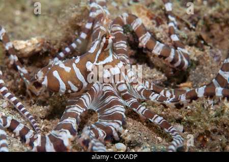 Wonderpus oder Wunderpus auf dem Sand, Wunderpus Photogenicus, Bima Bay, Sumbawa, Nusa Tenggara, Indonesien, Pazifik Stockfoto