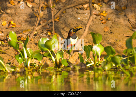 Kastanien-Schmuckschildkröte Aracari (Pteroglossus Castanotis) Stockfoto