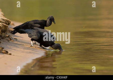 Mönchsgeier (Coragyps Atratus) trinken vom Fluss Cuiaba Stockfoto