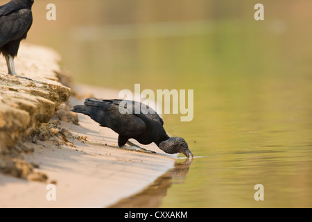 Mönchsgeier (Coragyps Atratus) trinken vom Fluss Cuiaba Stockfoto