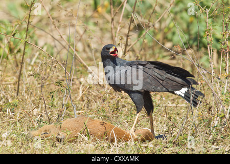 Große Black Hawk (Buteogallus Urubitinga) Fütterung auf ein capybara Stockfoto