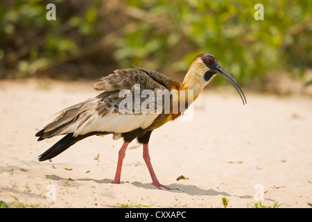 Buff-necked Ibis (Theristicus Caudatus) Stockfoto