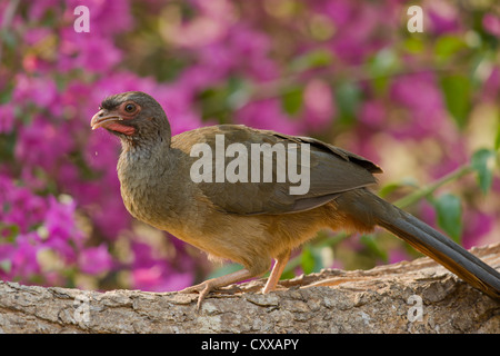 Chaco Chachalaca (Ortalis Canicollis) Stockfoto