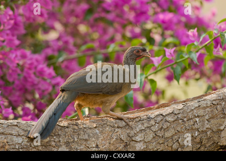 Chaco Chachalaca (Ortalis Canicollis) Stockfoto