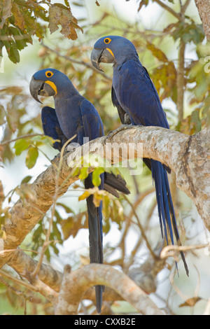 Hyazinth Ara (Anodorhynchus Hyacinthinus) paar Stockfoto