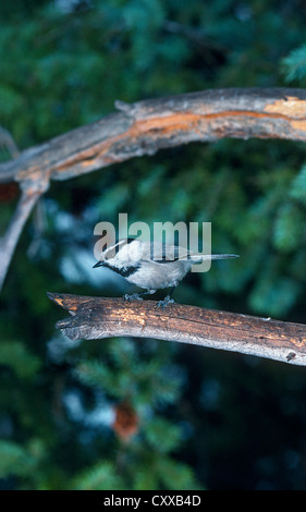 Berg Chickadee (Parus Gambeli) Hecht National Forest, Colorado USA. Stockfoto