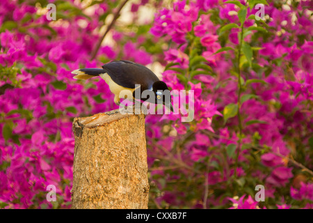 Plüsch-crested Jay (Cyanocorax Chrysops) Stockfoto