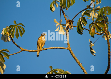 Am Straßenrand Falke (Buteo Magnirostris) Stockfoto