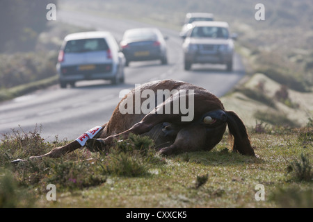 Ein Pony wurde getroffen und getötet auf der Straße mit dem Auto oder LKW in den New Forest National Park, Großbritannien Stockfoto