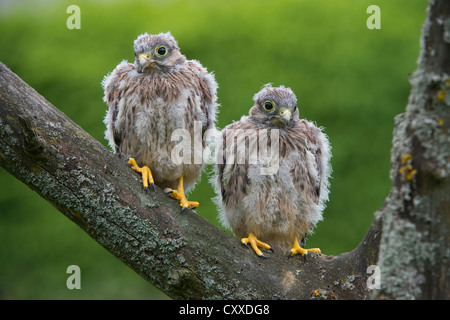 Junge Turmfalken (Falco Tinnunculus), thront auf Baum, südlichen Eifel-Region, in der Nähe von Bitburg, Rheinland-Pfalz Stockfoto