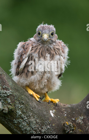 Junge Turmfalken (Falco Tinnunculus), thront auf Baum, südlichen Eifel-Region, in der Nähe von Bitburg, Rheinland-Pfalz Stockfoto