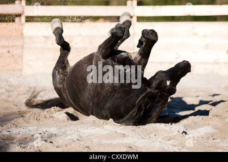 Vollblut Araber, schwarzer Hengst, Rollen im Sand im Roundpen, Nord-Tirol, Österreich, Europa Stockfoto