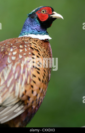 Gemeinsamen Fasan (Phasianus Colchicus), Texel, Niederlande, Europa Stockfoto