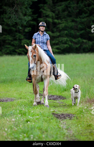 Frau auf einem Haflinger-Pferd mit einer westlichen Zaum in einem Feld mit einem Labrador Hund als Begleiter, Nord-Tirol Reiten Stockfoto