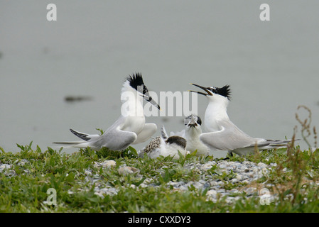 Brandseeschwalben (Sterna Sandvicensis), in der Brutkolonie, Texel, Niederlande, Europa Stockfoto