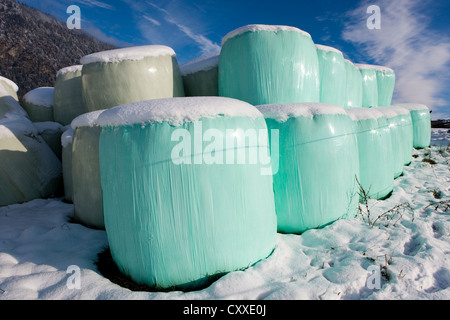 Ballen in Plastik verpackt, im Winter Silage, Nord-Tirol, Austria, Europe Stockfoto