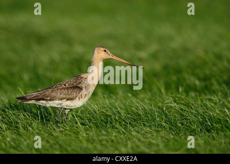 Uferschnepfe (Limosa Limosa), Texel, Niederlande, Europa Stockfoto