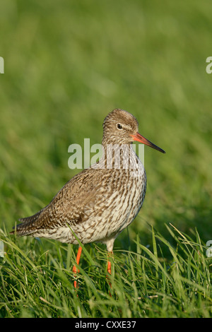 Gemeinsamen Rotschenkel (Tringa Totanus), auf dem Rasen, Texel, Niederlande, Europa Stockfoto